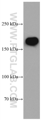 [66565-1-IG-150UL] NMDAR2B/GRIN2B Monoclonal antibody