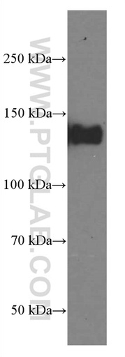 [66569-1-IG-150UL] LATS1 Monoclonal antibody