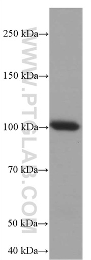 [66570-1-IG-20UL] TLR5 Monoclonal antibody