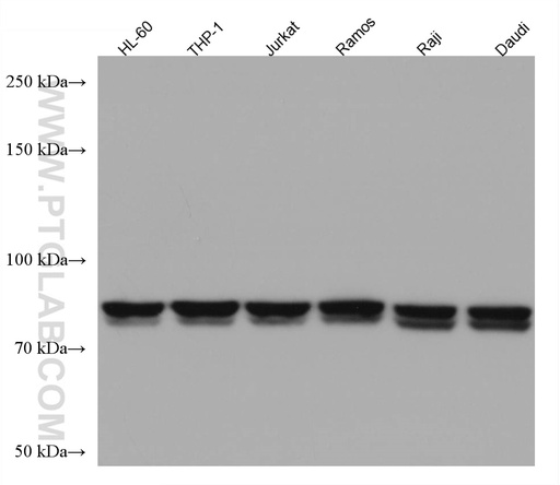 [66571-1-IG-150UL] CIN85 Monoclonal antibody