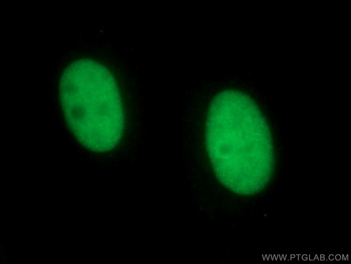 [66580-1-IG-150UL] NSUN2 Monoclonal antibody