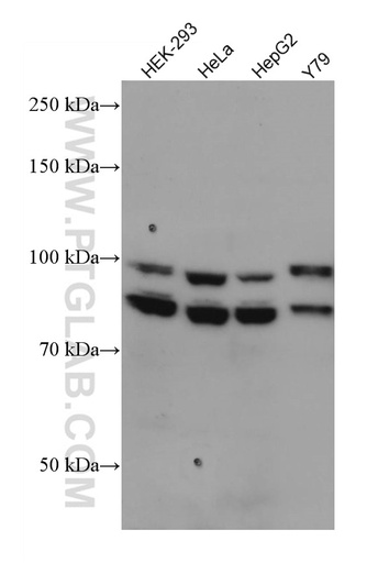 [66583-1-IG-20UL] OPA1 Monoclonal antibody