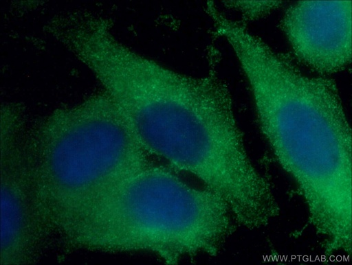 [66586-1-IG-20UL] Beta Galactosidase Monoclonal antibody
