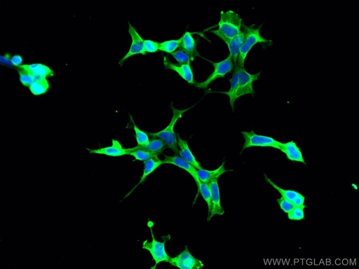 [66589-1-IG-20UL] PHD2/EGLN1 Monoclonal antibody