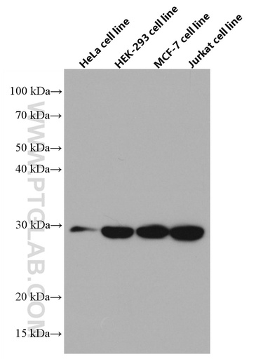 [66597-1-IG-20UL] CHCHD6 Monoclonal antibody