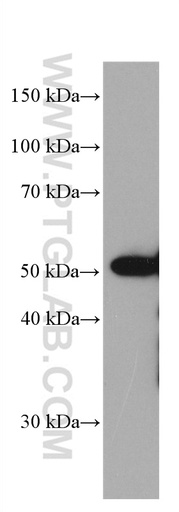 [66598-1-IG-20UL] ETS1 Monoclonal antibody