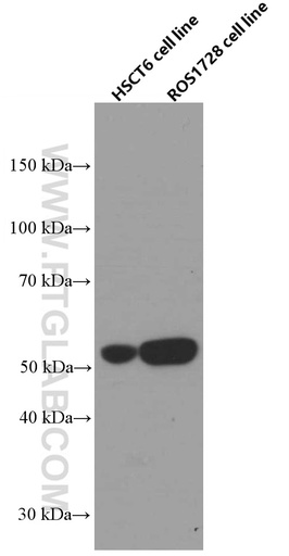 [66599-1-IG-20UL] SAMD3 Monoclonal antibody