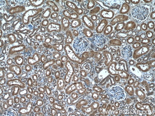 [66603-1-IG-20UL] NXN Monoclonal antibody