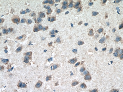 [66605-1-IG-150UL] ERMN Monoclonal antibody