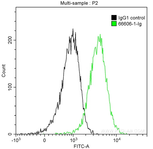 [66606-1-IG-150UL] FYN Monoclonal antibody