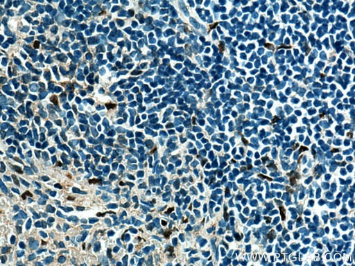 [66618-2-IG-150UL] SPI1 Monoclonal antibody