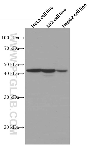 [66619-1-IG-20UL] Adiponectin receptor 1 Monoclonal antibody