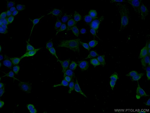 [66623-1-IG-20UL] CHST4 Monoclonal antibody