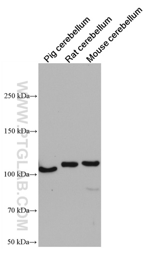 [66631-2-IG-20UL] GRIK2 Monoclonal antibody