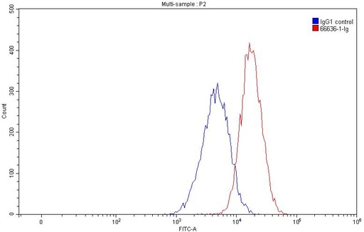 [66636-1-IG-20UL] TGFBR2 Monoclonal antibody