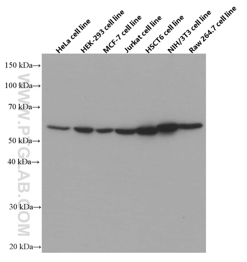 [66637-1-IG-20UL] STK3 Monoclonal antibody