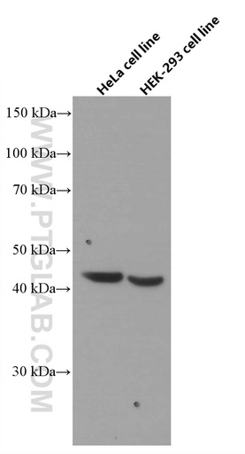 [66639-1-IG-150UL] FANCL Monoclonal antibody