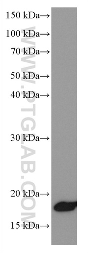 [66642-1-IG-150UL] NEUROG1 Monoclonal antibody