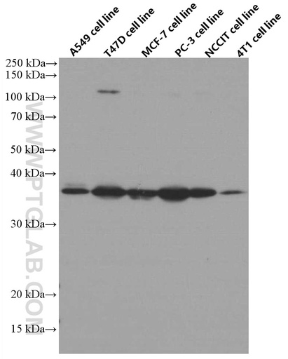 [66644-1-IG-20UL] IGFBP2 Monoclonal antibody