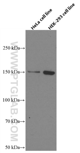 [66648-1-IG-150UL] RAB3GAP2 Monoclonal antibody