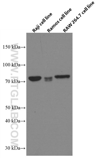[66650-1-IG-20UL] RASGRP3 Monoclonal antibody