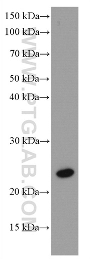 [66654-1-IG-150UL] RAB43 Monoclonal antibody