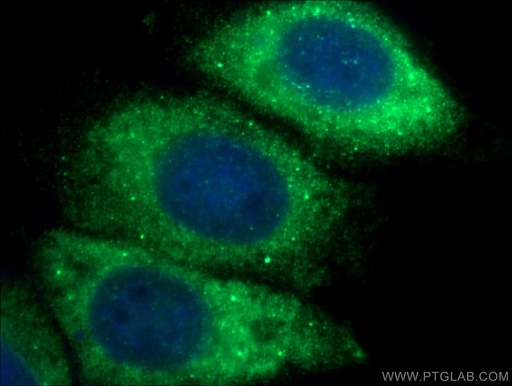[66655-1-IG-150UL] EIF4E Monoclonal antibody