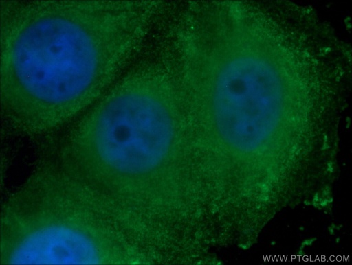 [66656-1-IG-20UL] WNT2 Monoclonal antibody