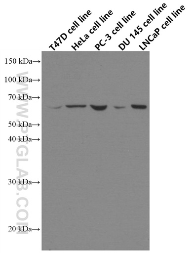 [66657-1-IG-20UL] ETV5 Monoclonal antibody