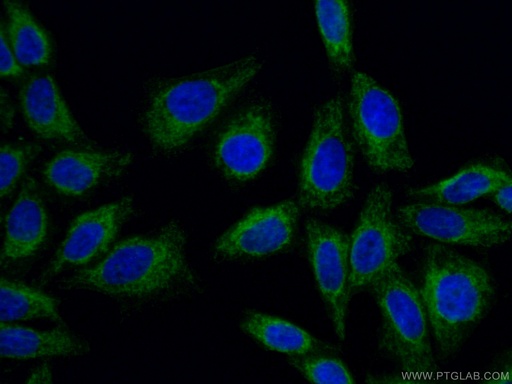 [66658-1-IG-150UL] TOMM40 Monoclonal antibody