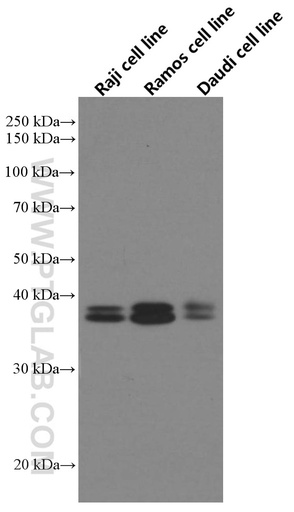 [66659-1-IG-20UL] POU2AF1 Monoclonal antibody