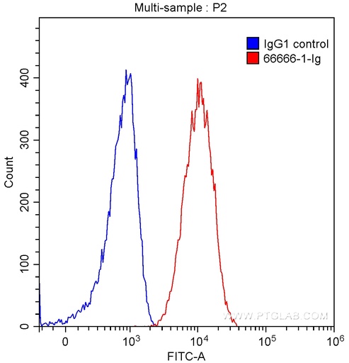 [66666-1-IG-20UL] CD133 Monoclonal antibody