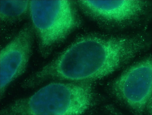 [66669-1-IG-150UL] PDIA6 Monoclonal antibody