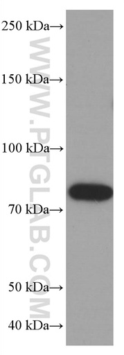 [66672-1-IG-20UL] PLZF Monoclonal antibody