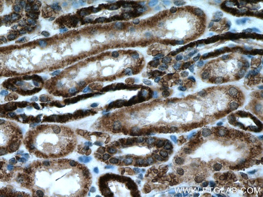 [66673-1-IG-150UL] ATP5D Monoclonal antibody
