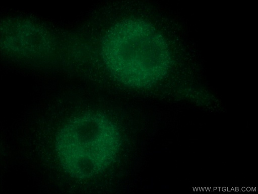 [66676-1-IG-20UL] HMG20A Monoclonal antibody