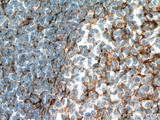 [66680-1-IG-20UL] TMEM173/STING Monoclonal antibody