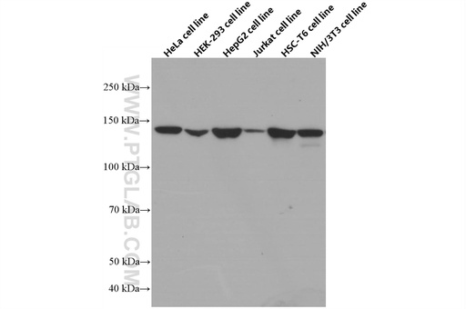 [66681-1-IG-150UL] ERC1 Monoclonal antibody