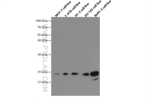 [66683-1-IG-150UL] BTC Monoclonal antibody