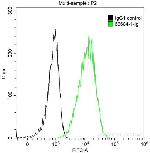 [66684-1-IG-20UL] Cytokeratin 13 Monoclonal antibody