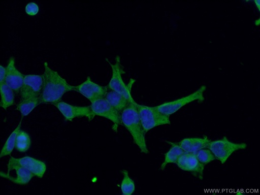 [66687-1-IG-20UL] NRBP2 Monoclonal antibody