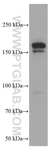 [66689-1-IG-20UL] EHMT2 Monoclonal antibody