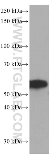 [66690-1-IG-150UL] FKBP8 Monoclonal antibody
