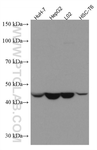 [66692-1-IG-20UL] ASGR1 Monoclonal antibody