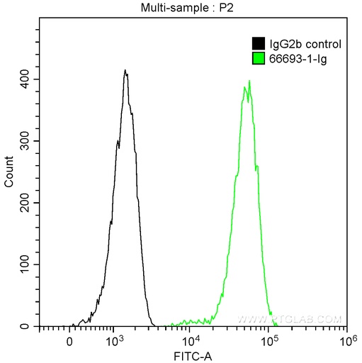 [66693-1-IG-150UL] CALD1 Monoclonal antibody