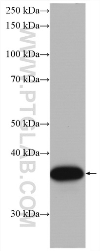 [66698-1-IG-150UL] OCIAD1 Monoclonal antibody