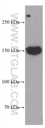 [66701-1-IG-20UL] CD21 Monoclonal antibody