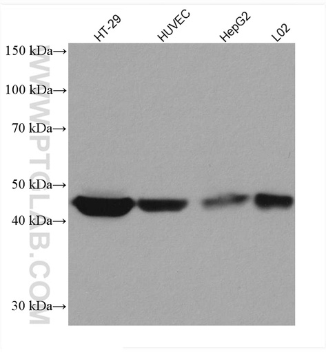 [66702-1-IG-150UL] TRIB3 Monoclonal antibody