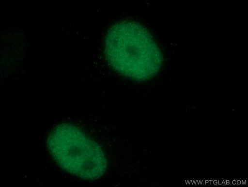[66707-1-IG-20UL] TDG Monoclonal antibody