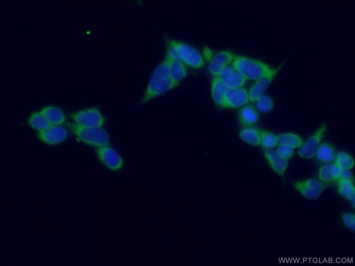 [66708-1-IG-20UL] ATG13 Monoclonal antibody